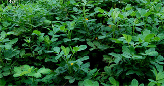 花生怎么施用葉面肥？花生葉面肥施用技術(shù)